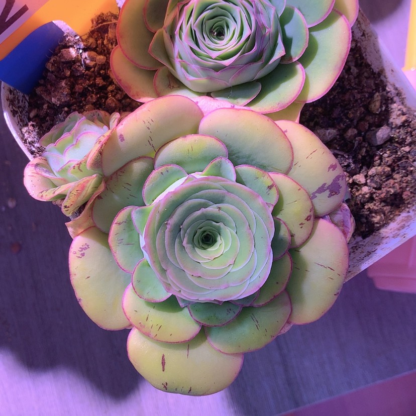 【闪购商品】中****）组合233