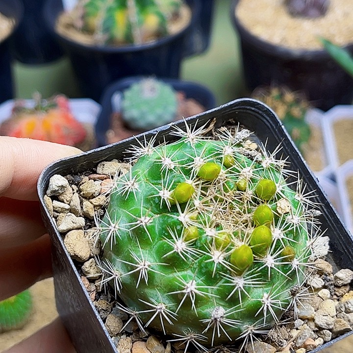 宝山母本花笠丸实生球