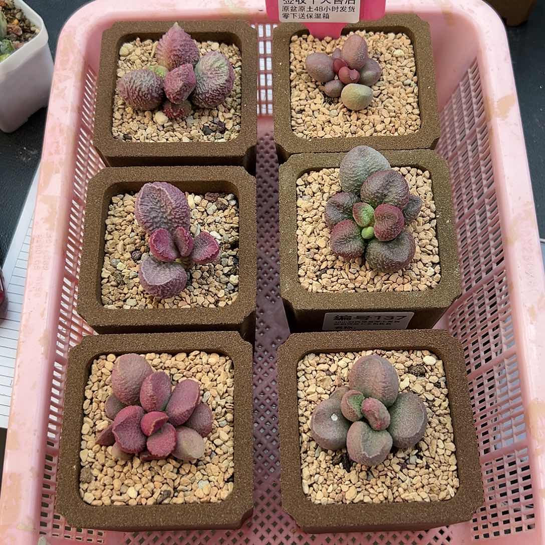 大***3137水泡六颗多肉