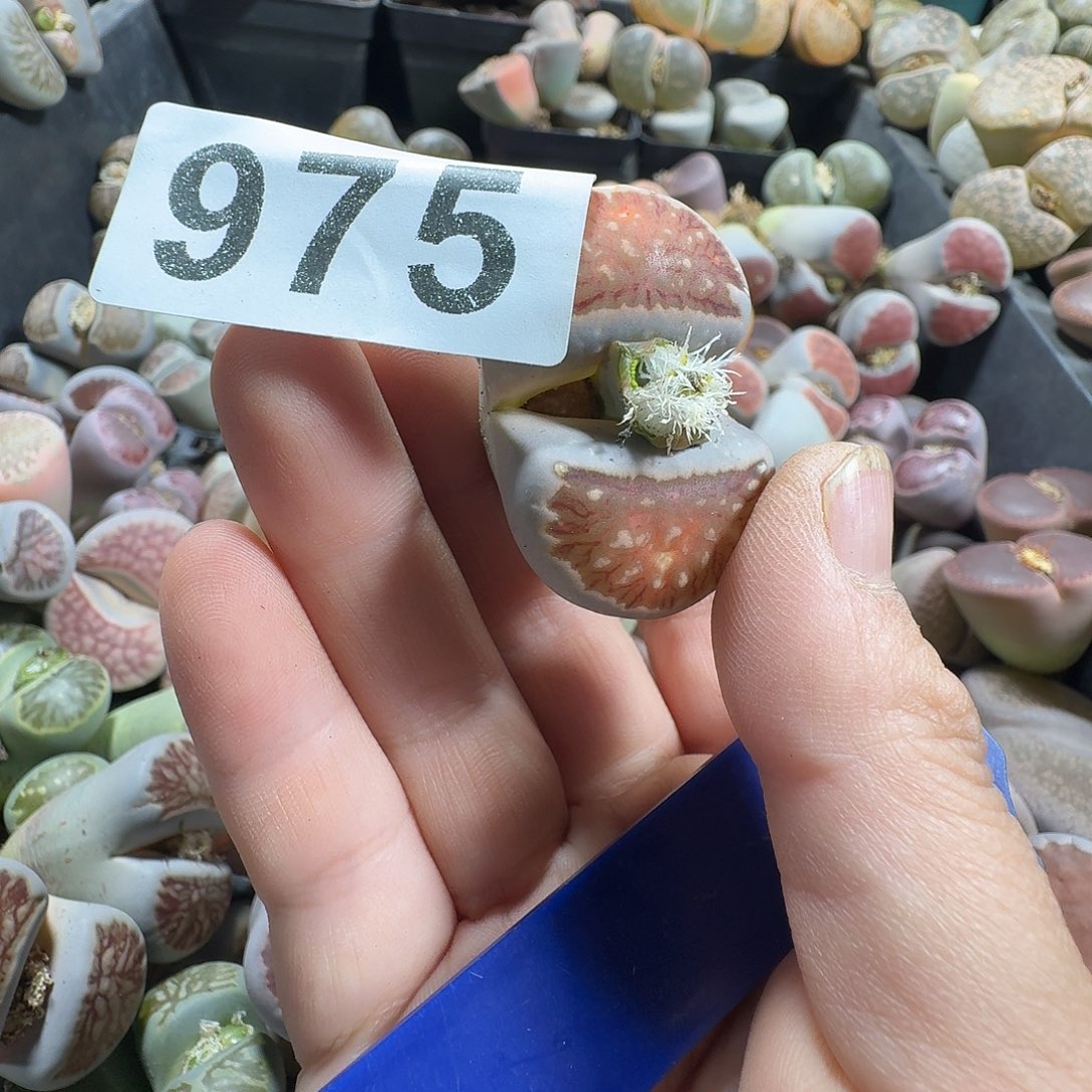 ぃ***迪生石花一物一拍975