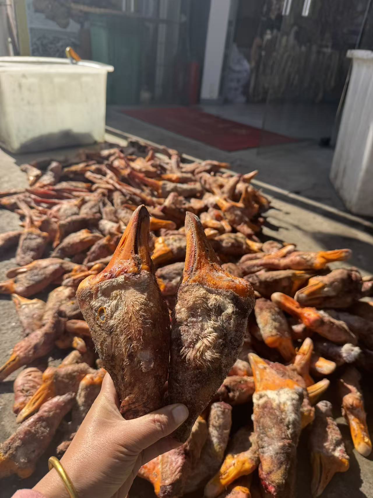 大鹅头净重10斤带毛没清理带舌头草地放养