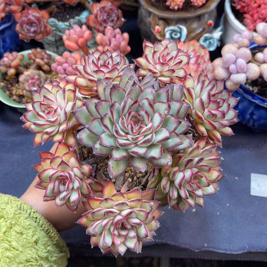 墨西哥灵隐 十六公分