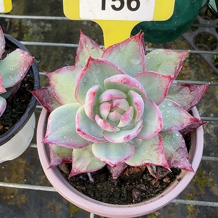 156 惊鸿仙子多肉植物6-9cm