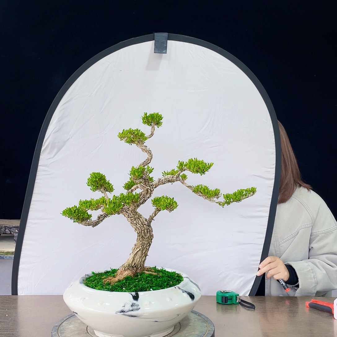 完全开放黄杨盆景四季常青