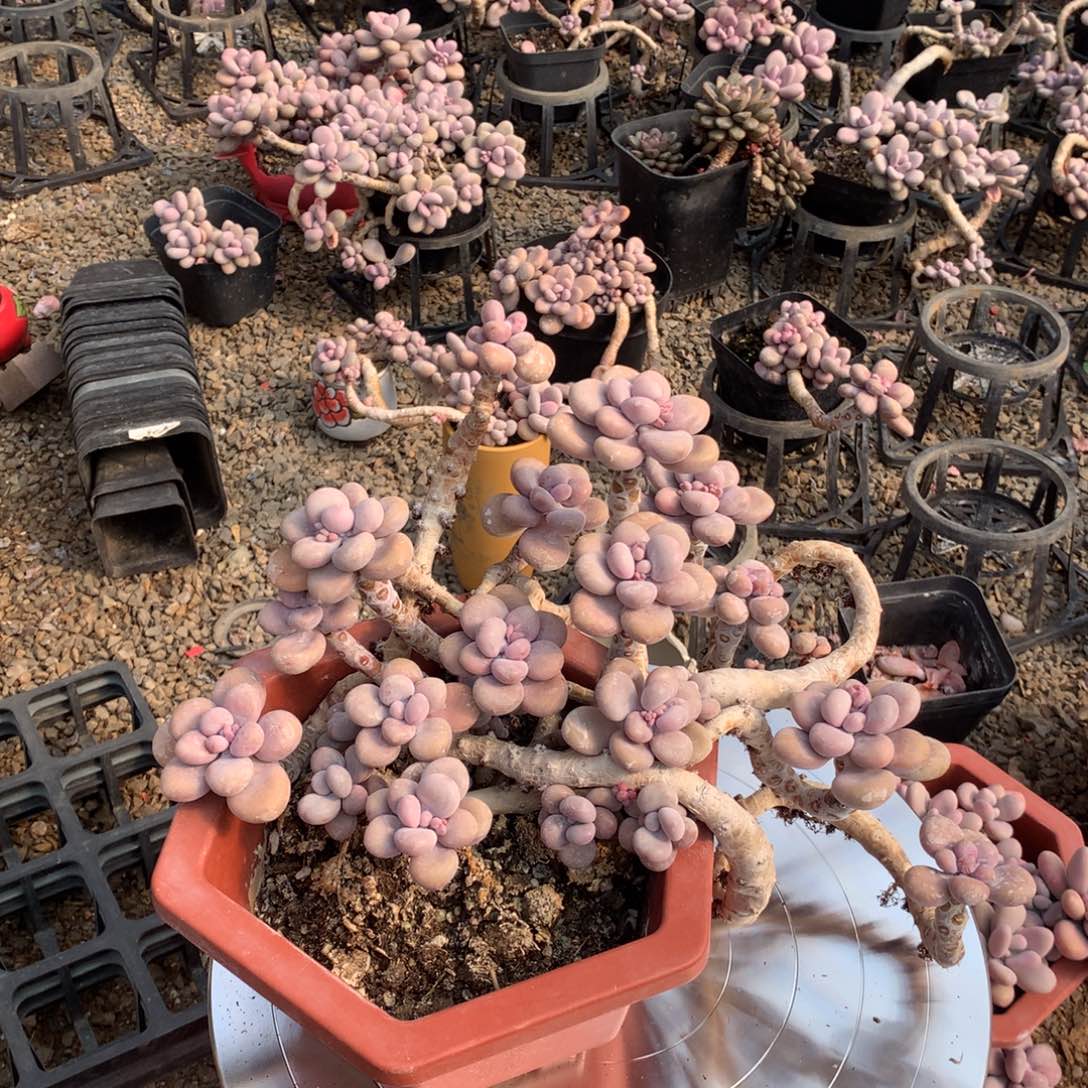 桃蛋老桩不带盆11号