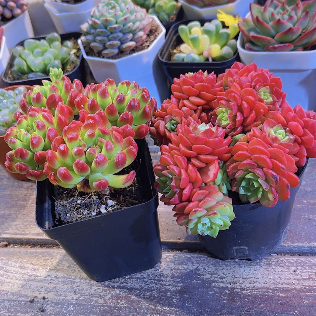 红灯笼。爱泡泡111111