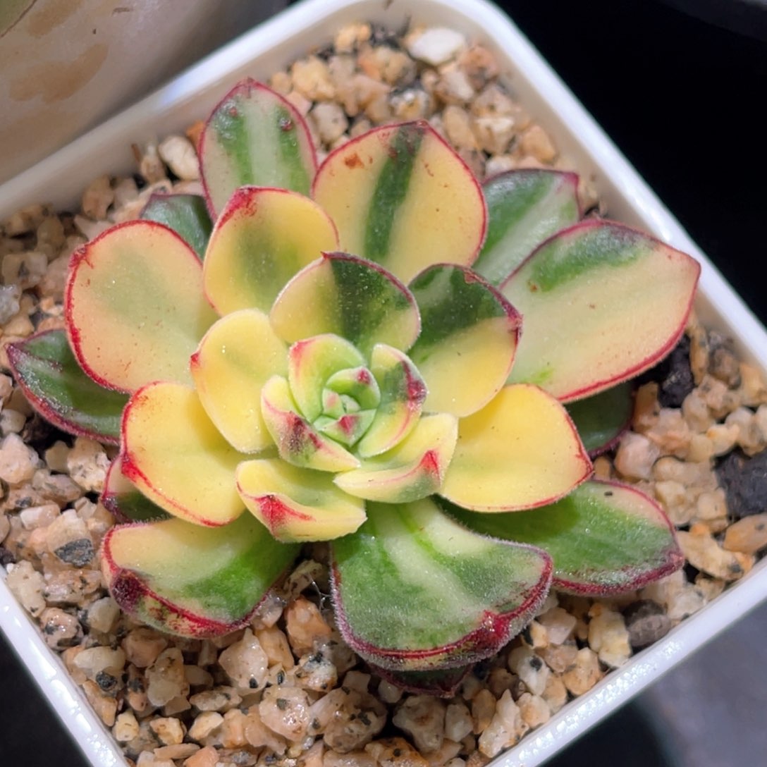 多肉特价丹尼尔锦