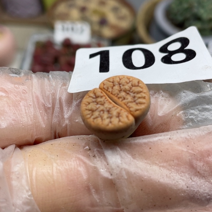 108荒玉杂l l l l l l l l l