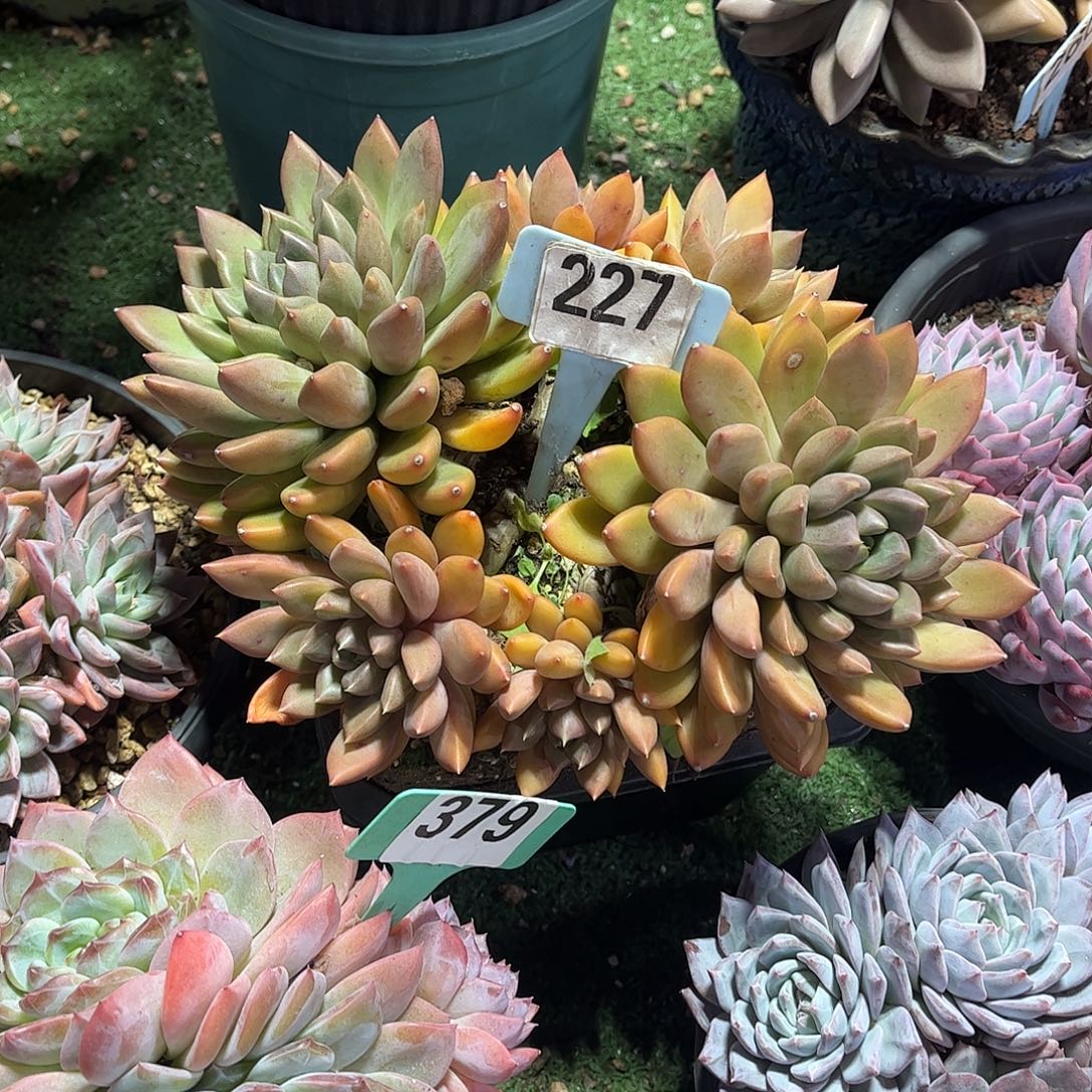 左***纯象牙多肉植物保护227