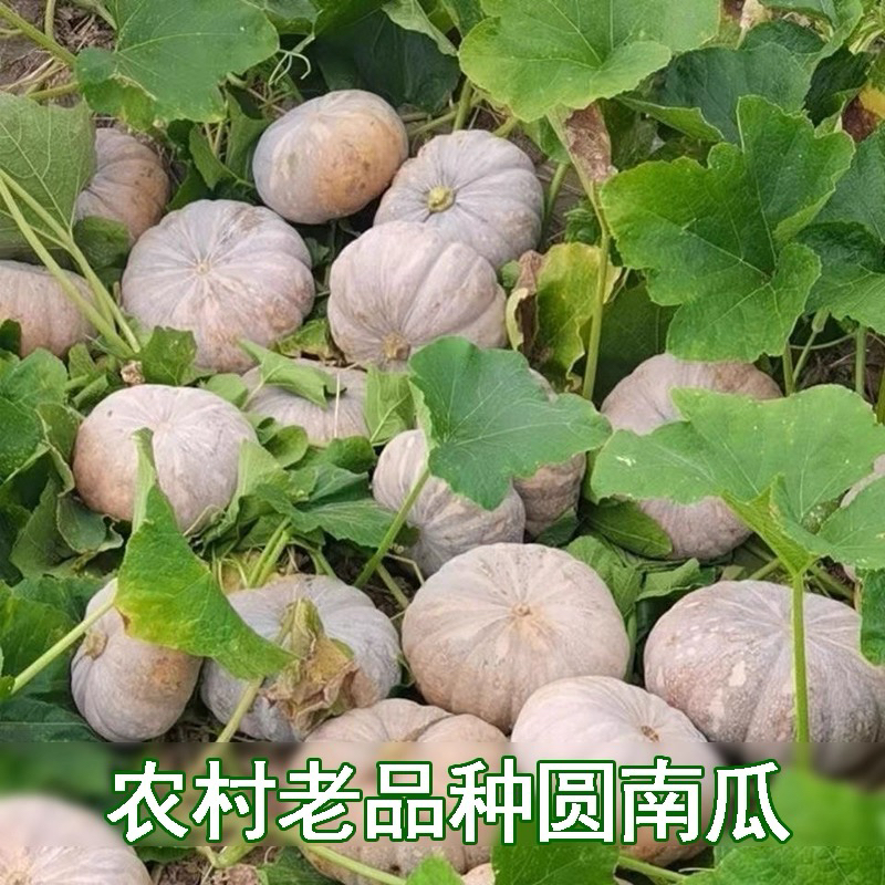 【禾田农业】老南瓜-农家自种老南瓜软糯香甜适合宝宝辅食
