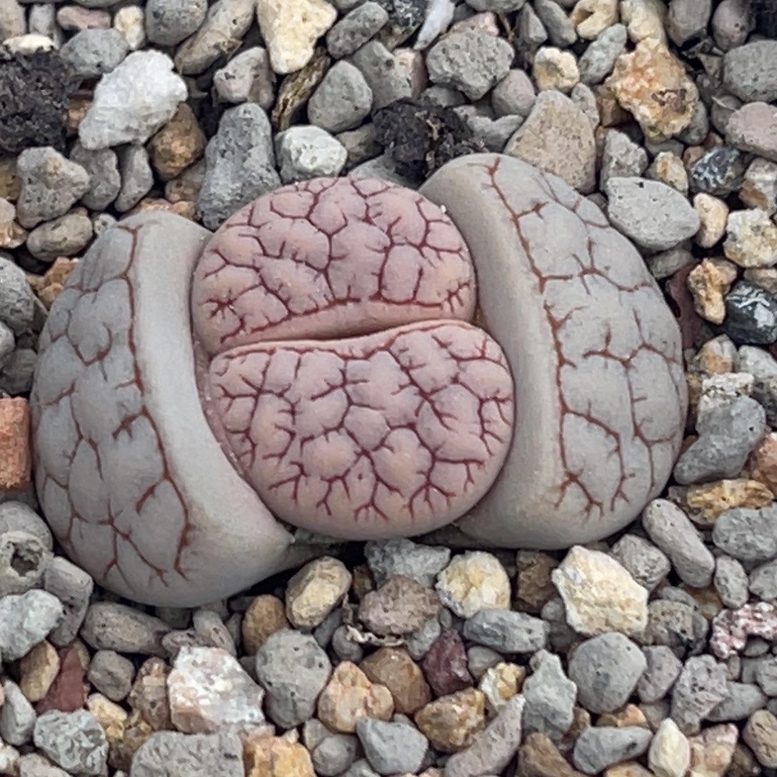 8724红纹261一颗。