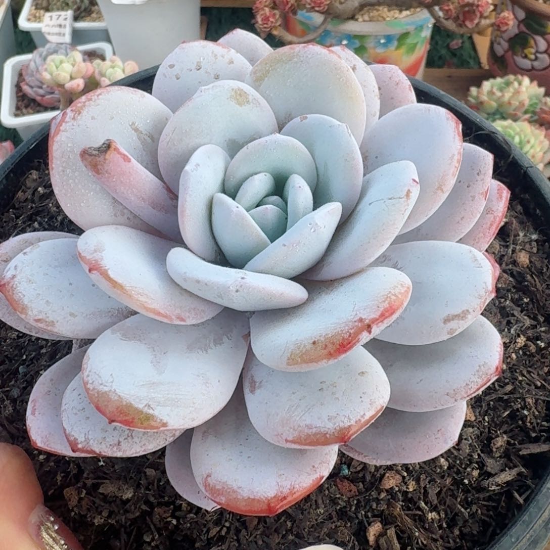 1648一物一拍（满28包邮）