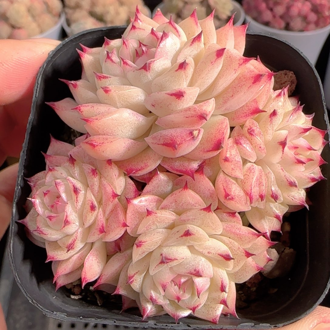 多肉1230-132小魔仙