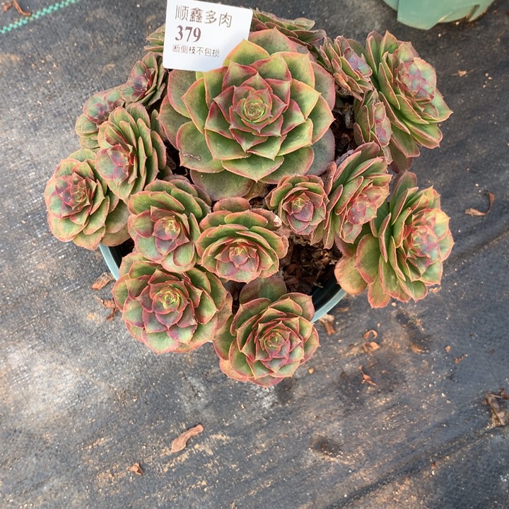 379火狐多肉植物特价