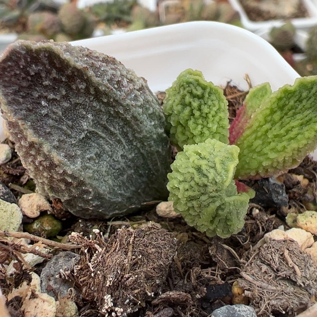 福利款大叶型狂野纹路大苗