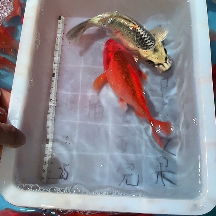 蝴蝶鲤渔场直发05