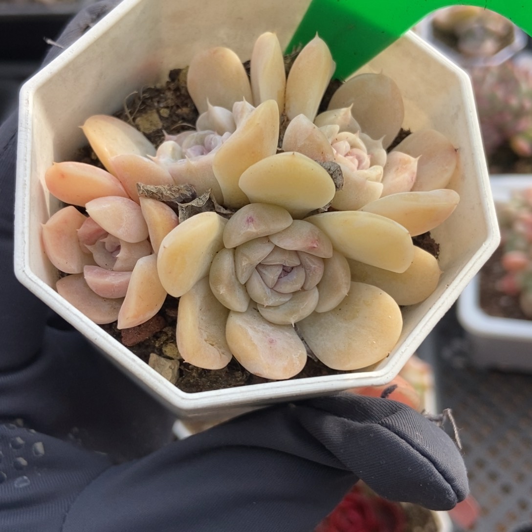 750汉堡多肉植物保护