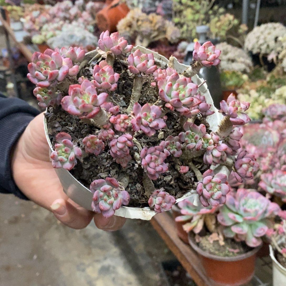 蓝苹果整桩整群，八亩地