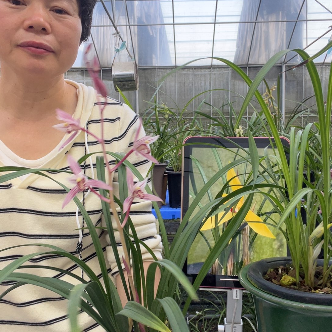 完全开放建兰市长红