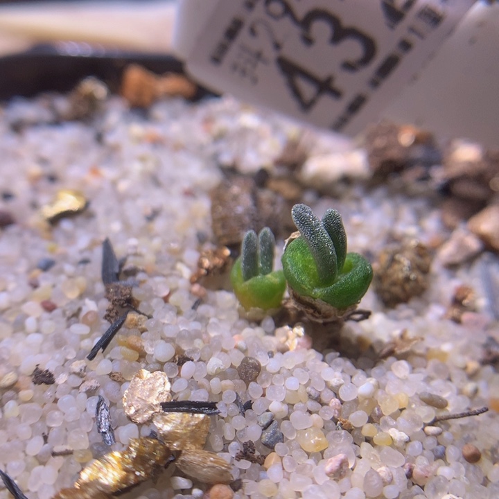 生石花多肉29.432