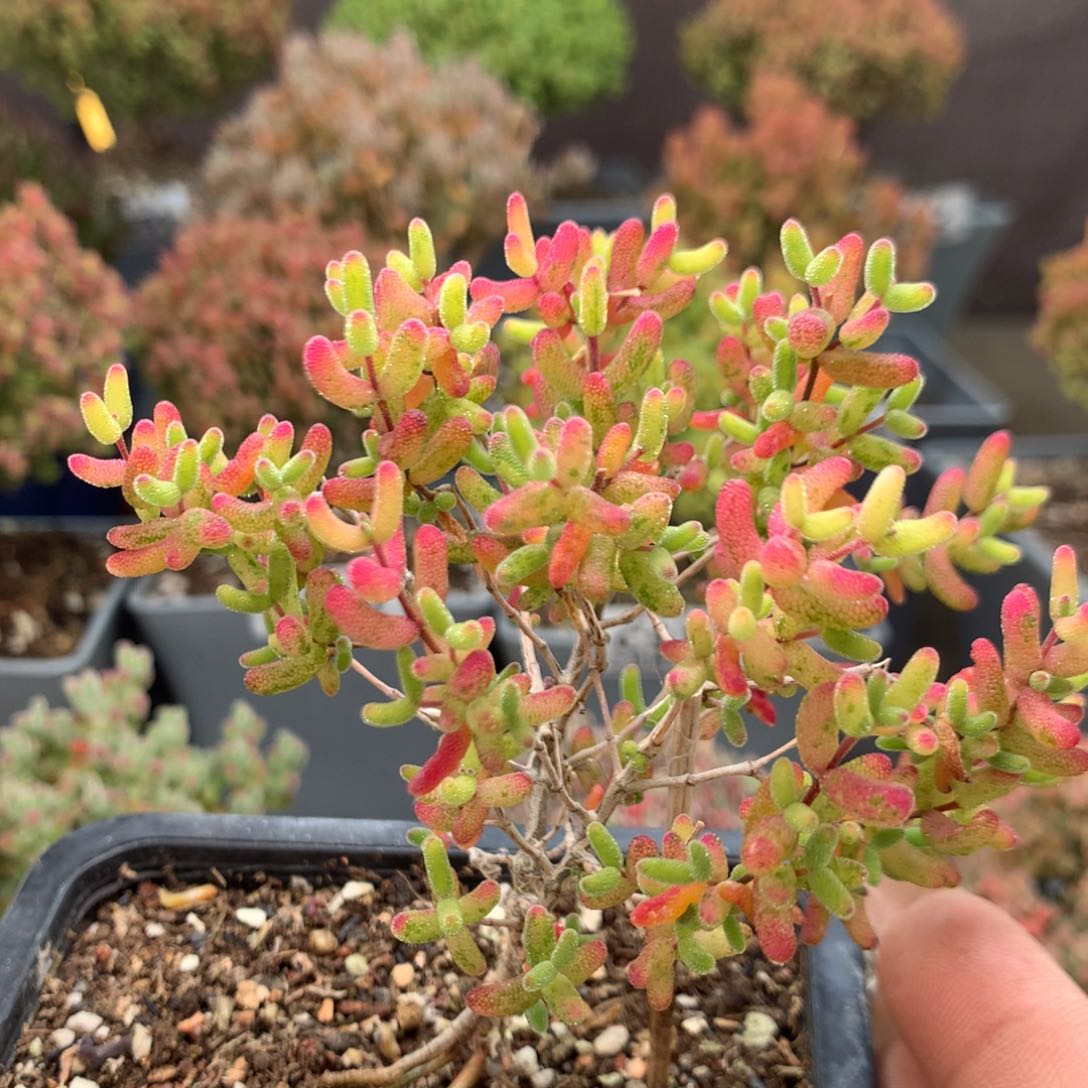 c596糖球虎斑锦枝干番杏