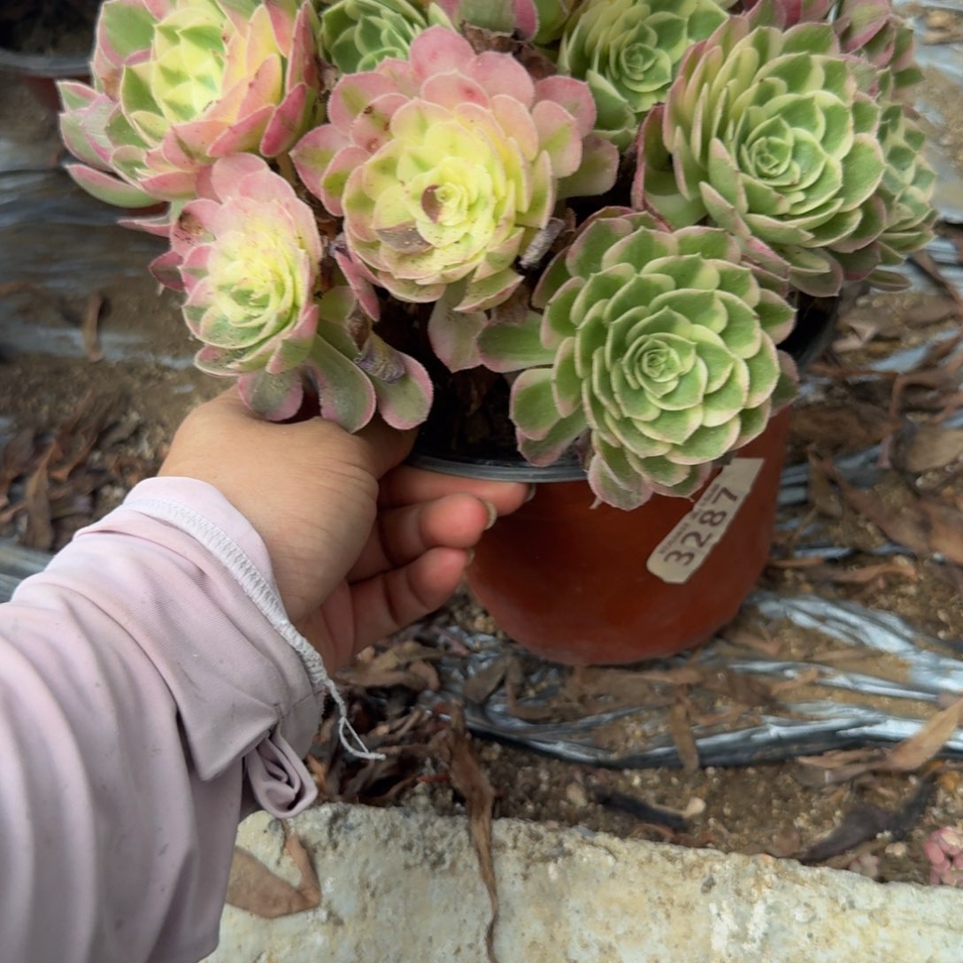 567海王。多肉植物