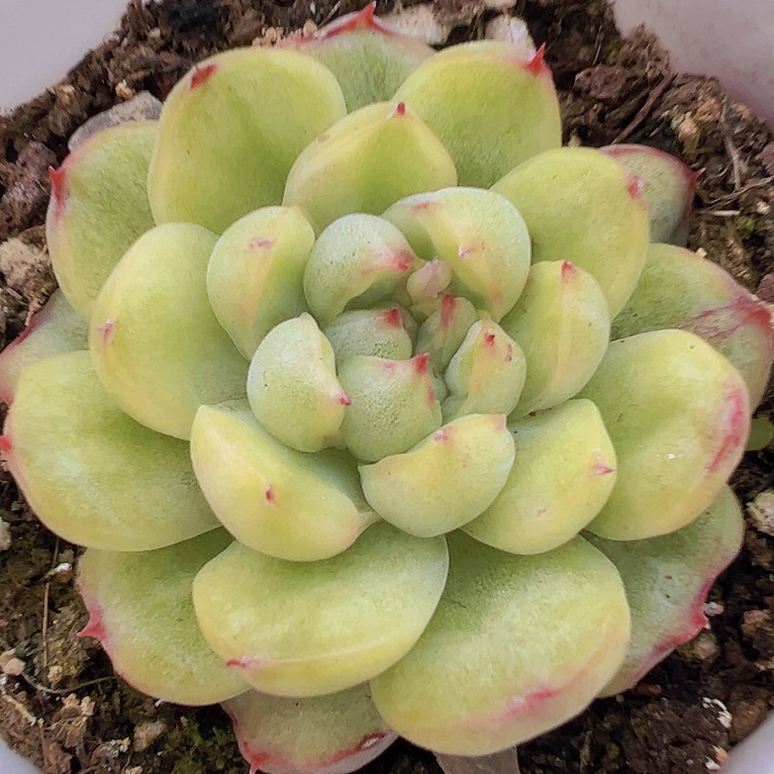 冰天使锦19包邮多肉