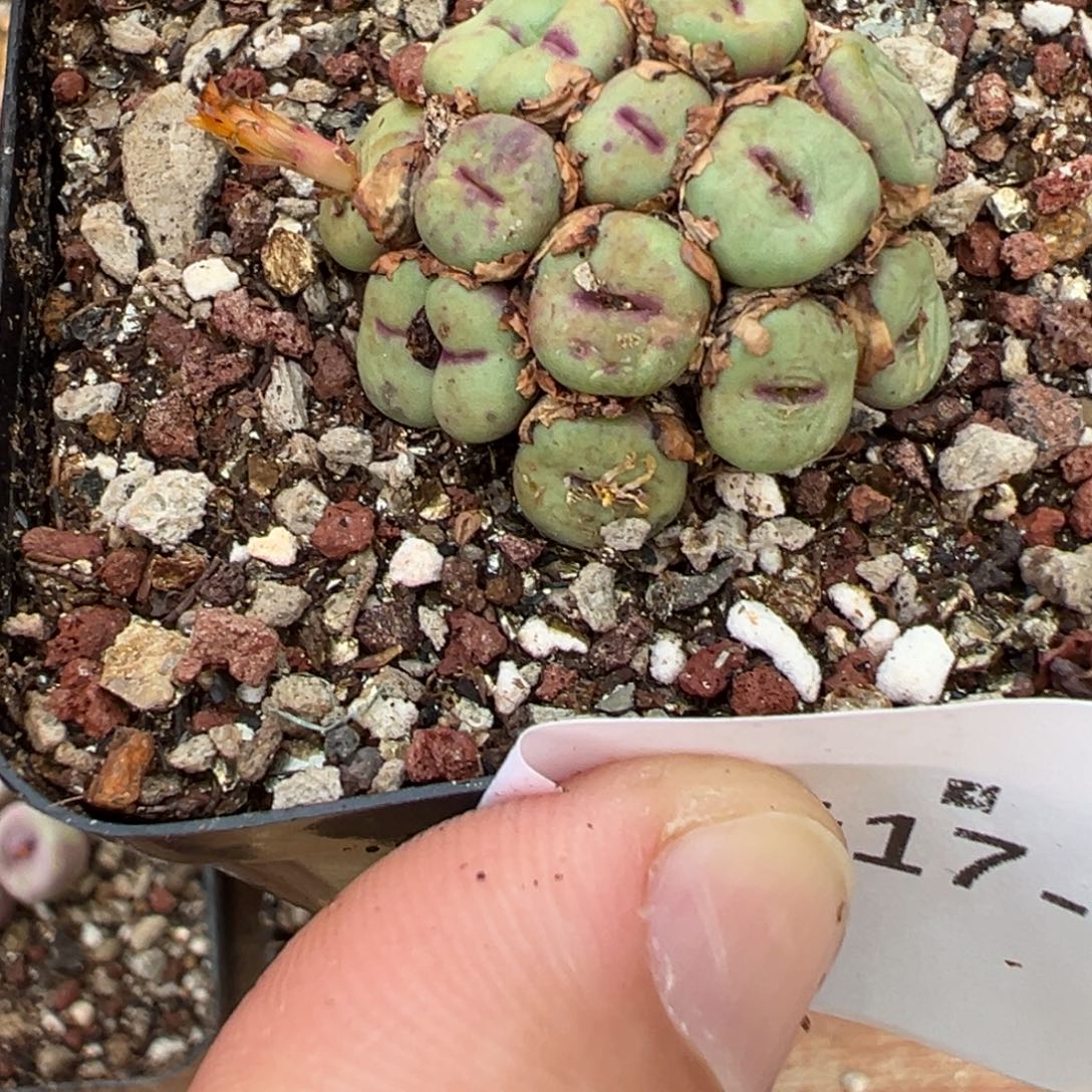 诗***17-176肉锥多肉植物大战