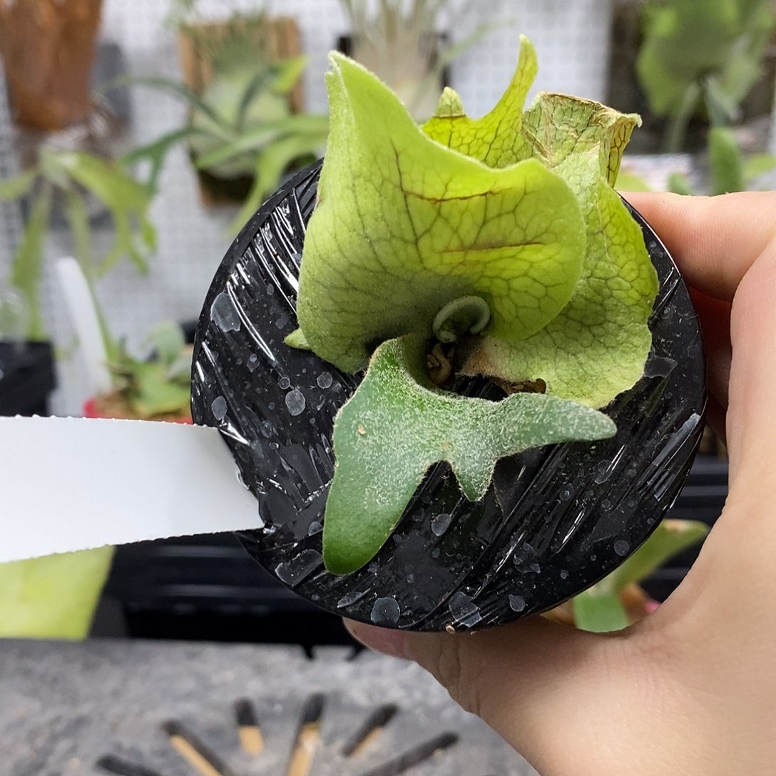 无花朵迈阿密塔苏塔