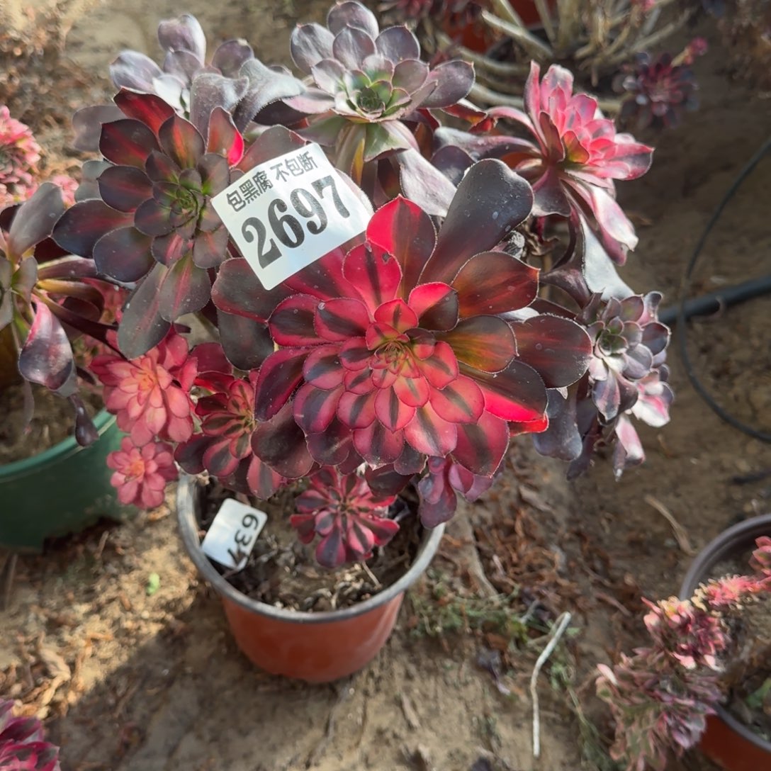 法师花蝴蝶2697 16-49