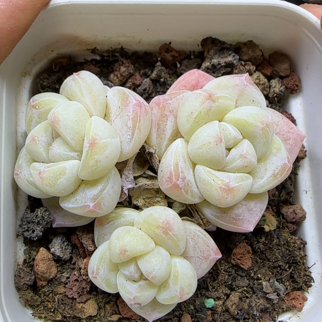 一物一拍小脸冰玉14212