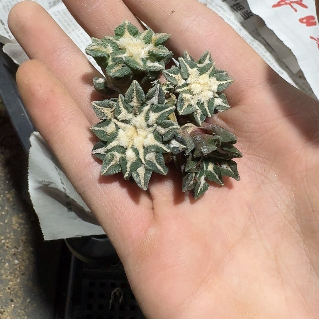 比较小号黑牡丹福利一颗7.88