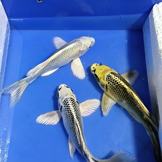 蝴蝶鲤鱼3条精品蝴蝶鲤鱼