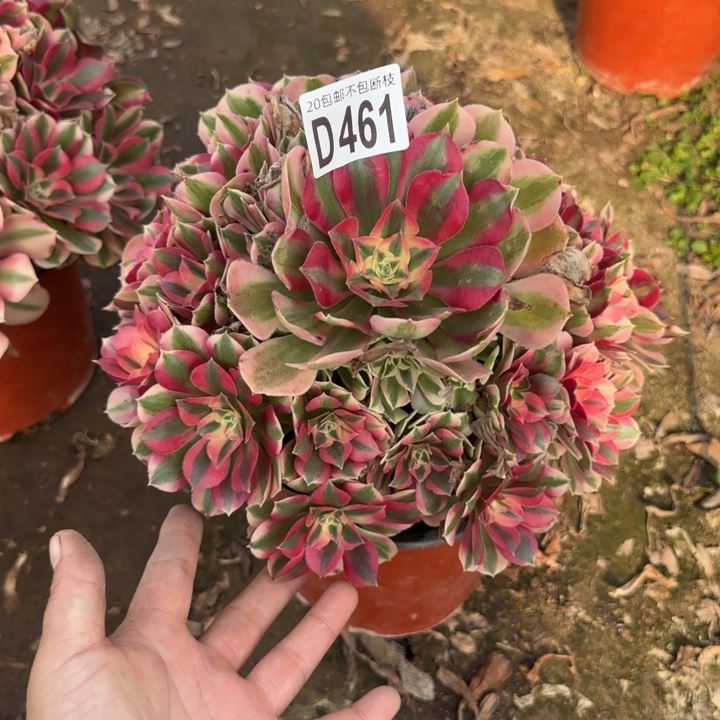 女巫……多肉植物……