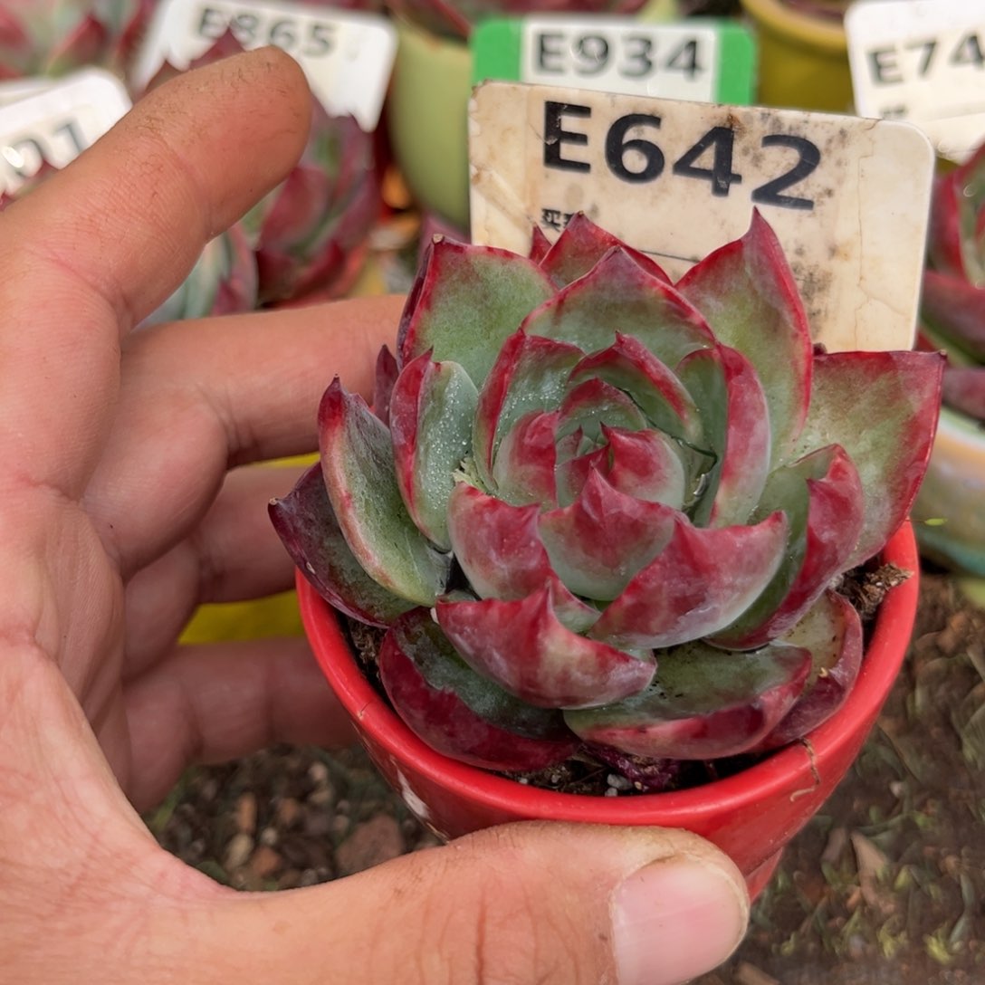 惊鸿一瞥642号多肉