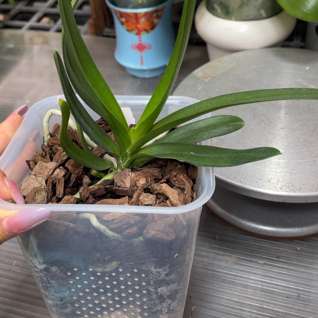 当前无花栽培后可以开花4寸蓝色梦幻