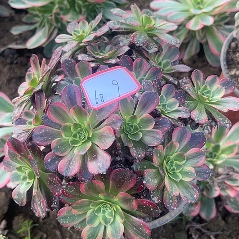 多肉植物安娜68号