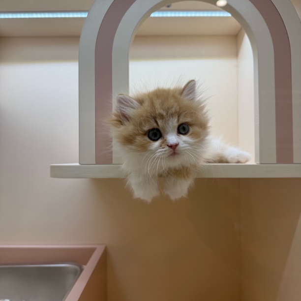 B11 金加白英国长毛猫弟弟