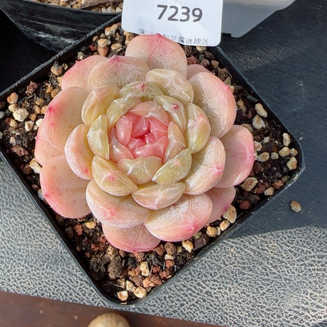 粉心白恋，7239多肉植物