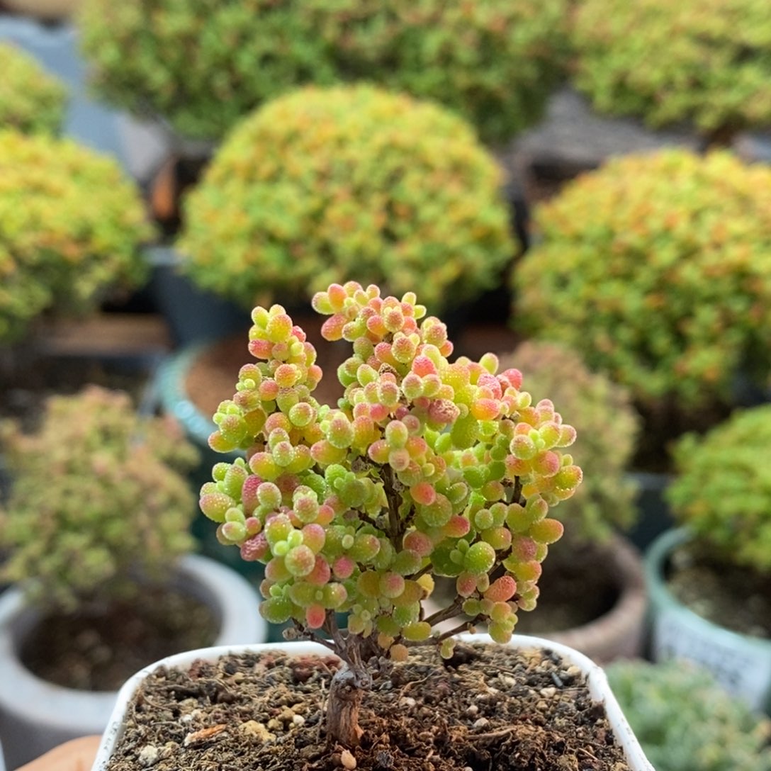 0***4蜜橘糖球2029枝干番杏