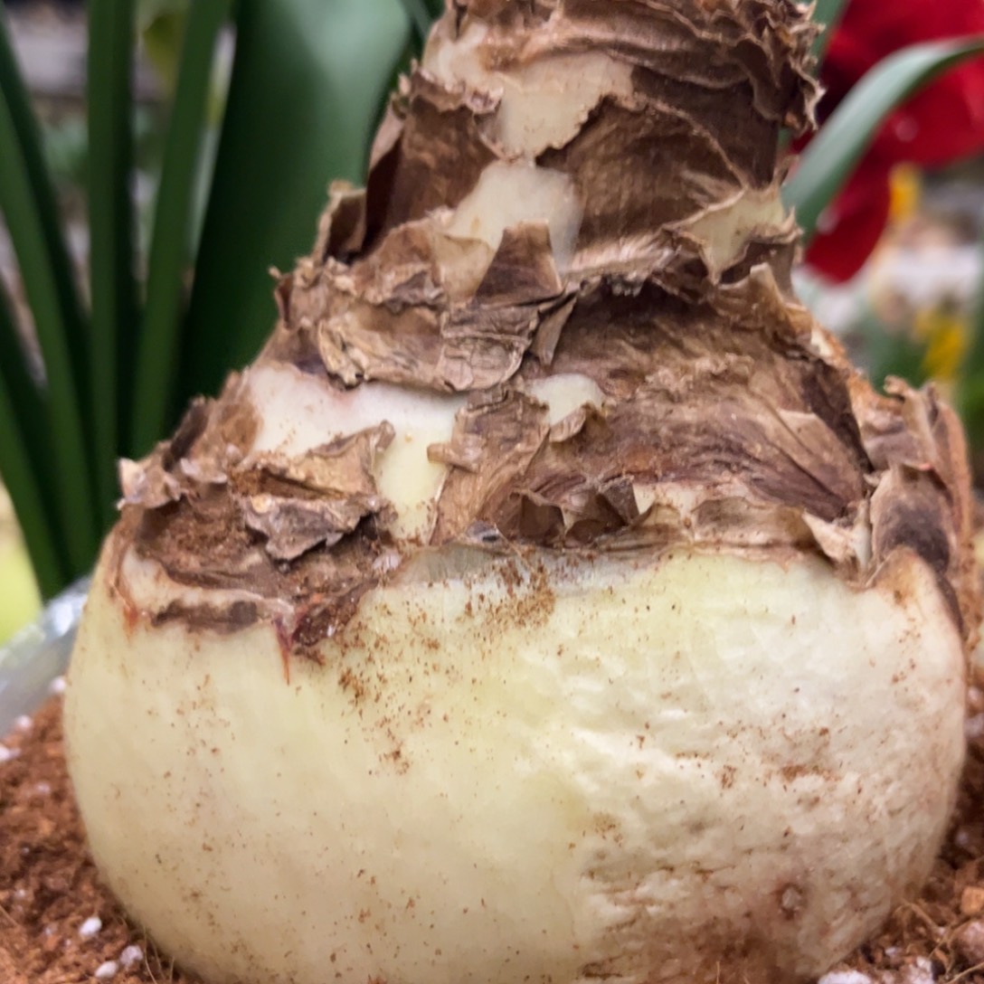 安***7双王朱顶红带盆发货