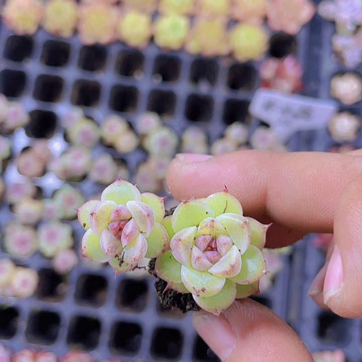 赤水晶【满10颗包邮】