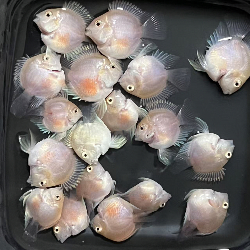 迷你鹦鹉鱼 胭脂粉 白金 宝蓝