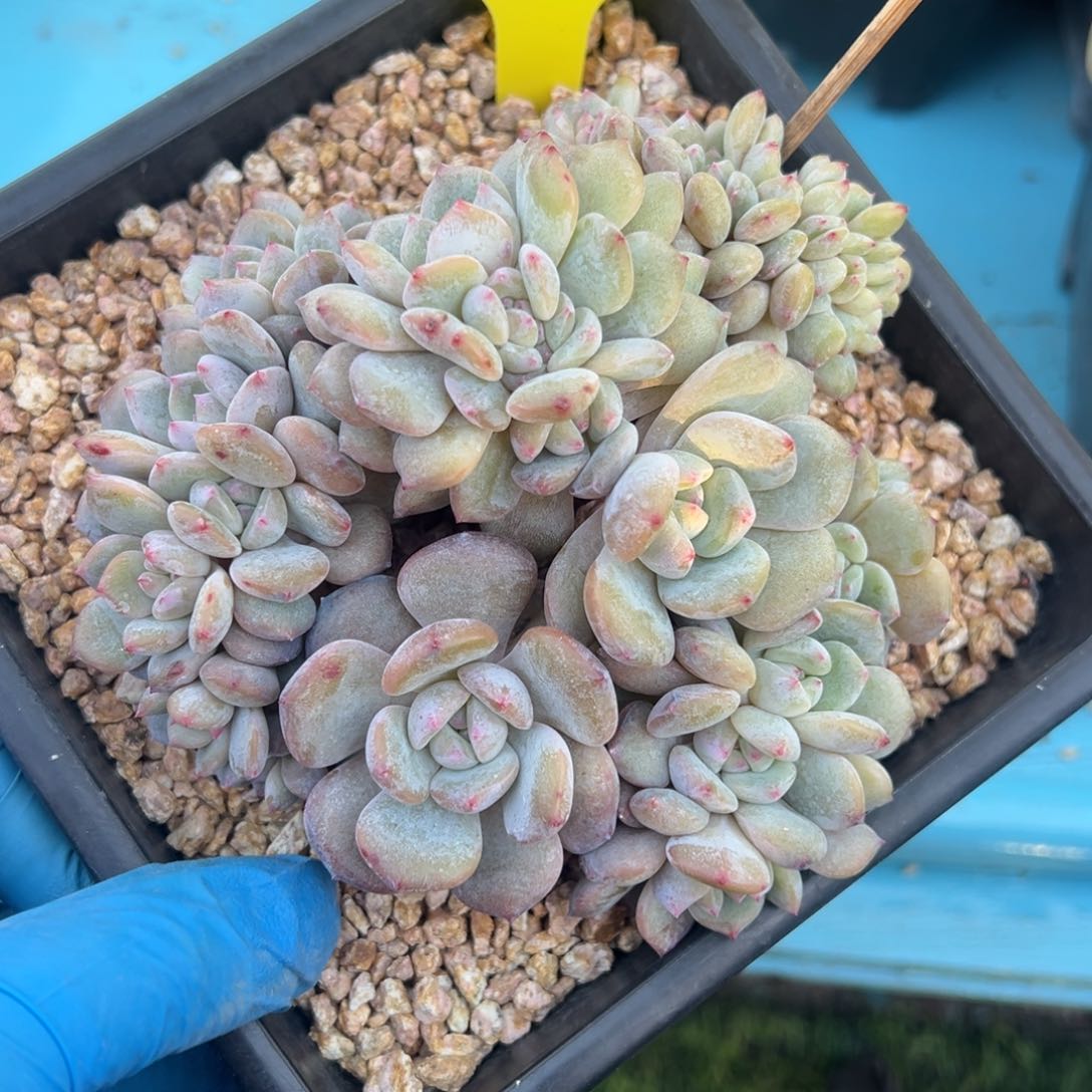 突尼斯星影朵朵缀啊啊啊啊