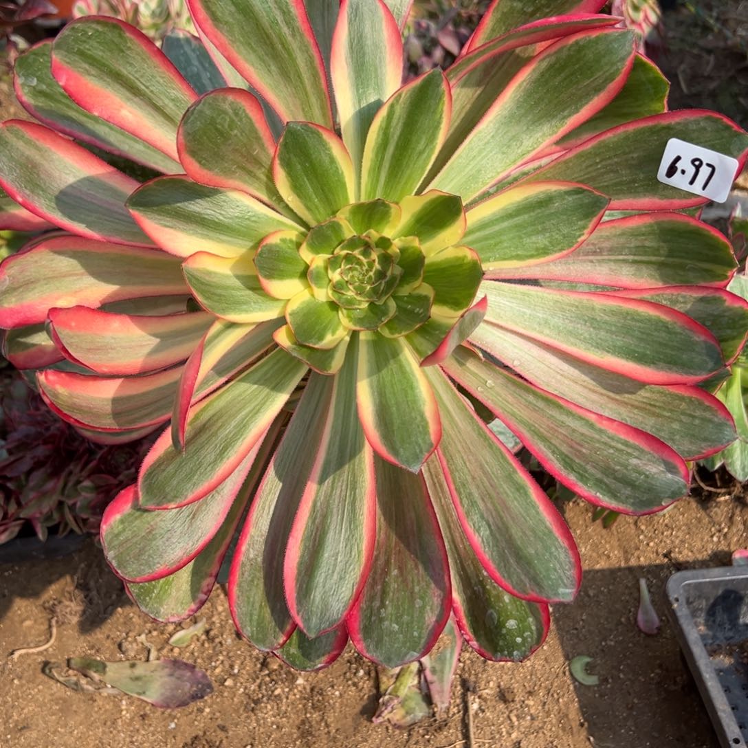 97红魔女多肉多肉多肉植物