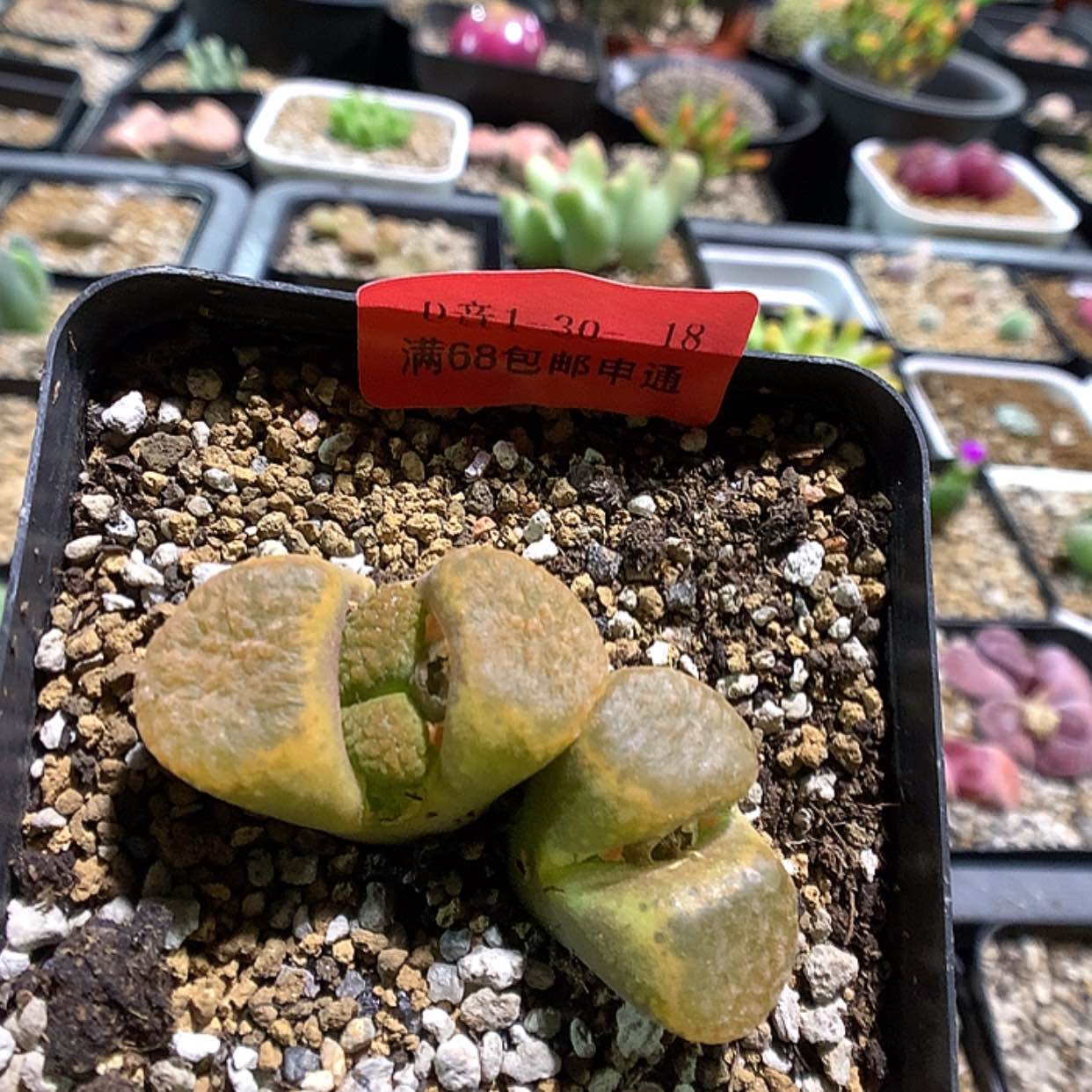 【闪购商品】1-30-18 蛋糕风铃一颗特25