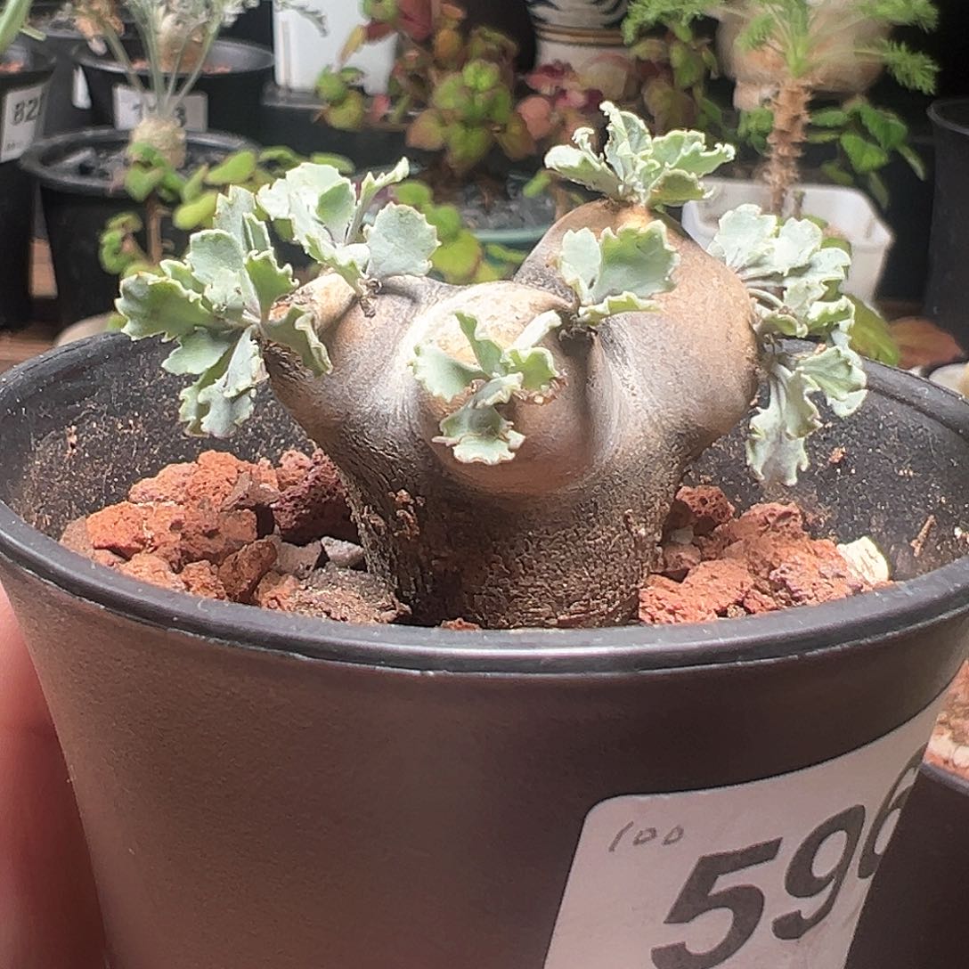 老家株格加厚敦菊带盆发货