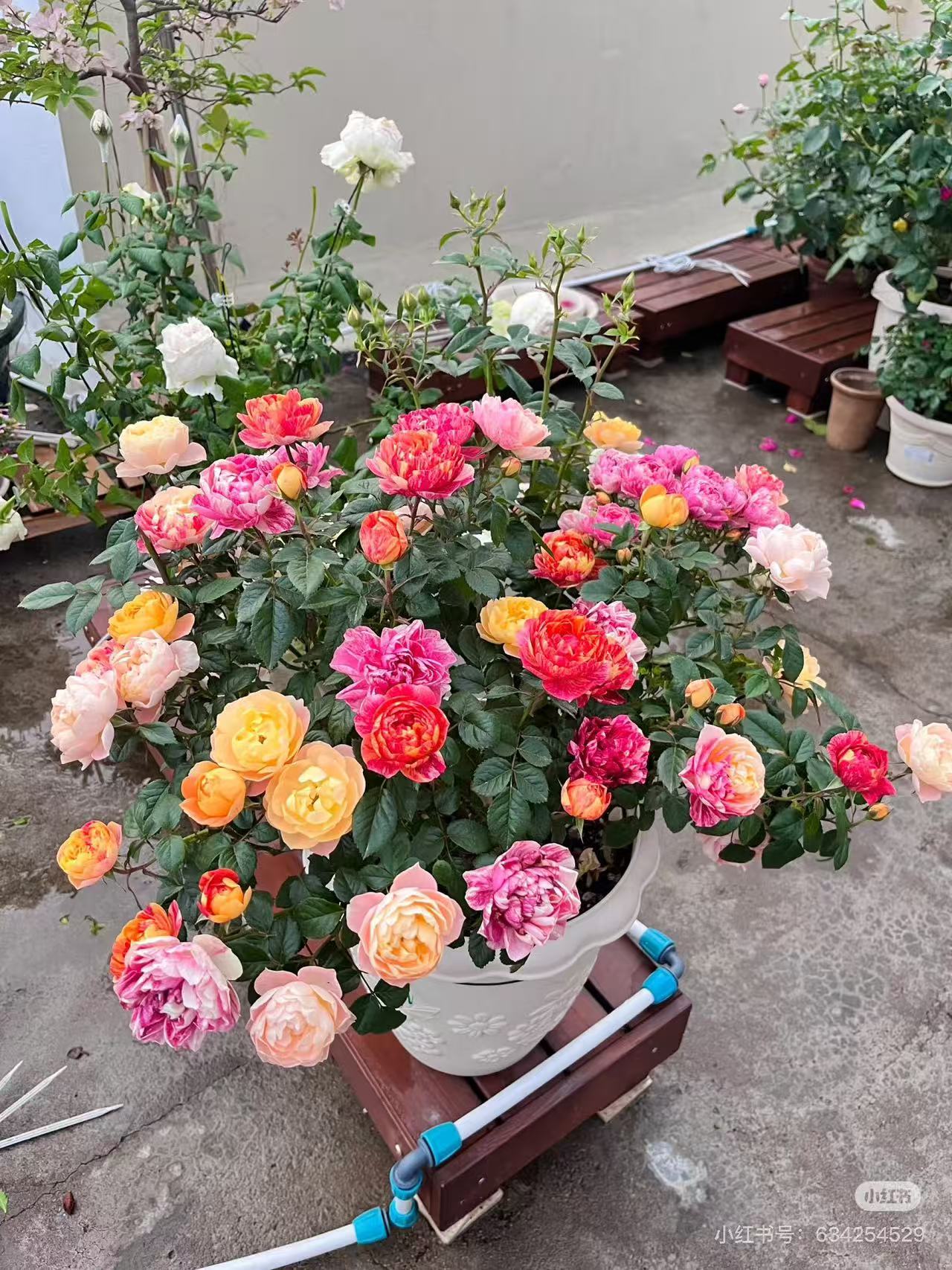【月季盆栽】混色月季盆栽地栽四季勤花丰花耐热耐寒好养活