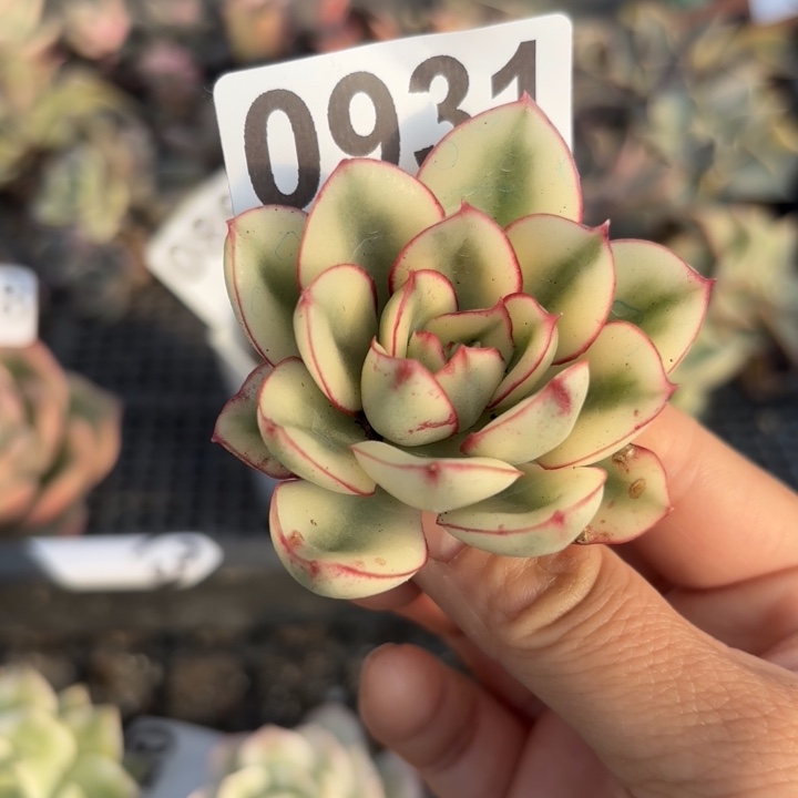 满18包邮当场凑单