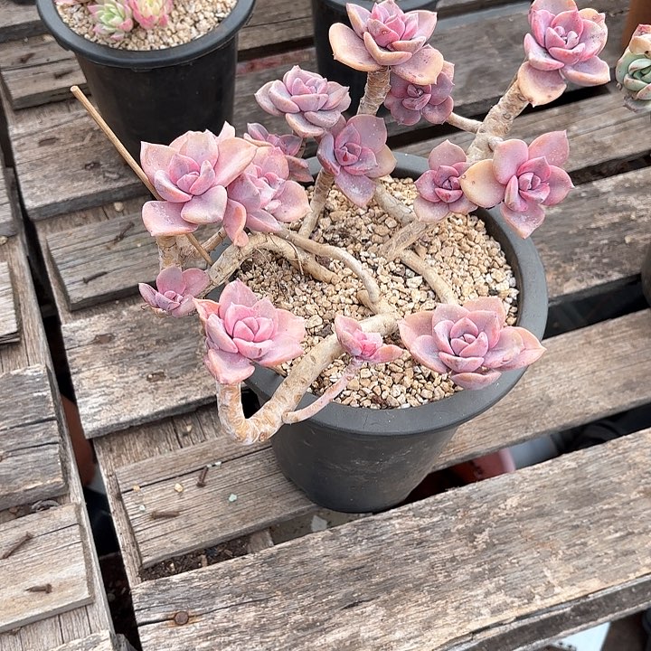 多肉植物，彩虹糖